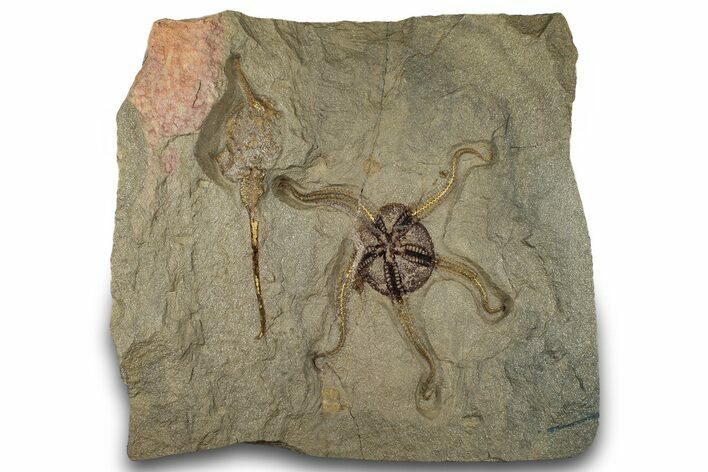 Fossil Brittle Star (Ophiura) With Carpoid - Morocco #322489